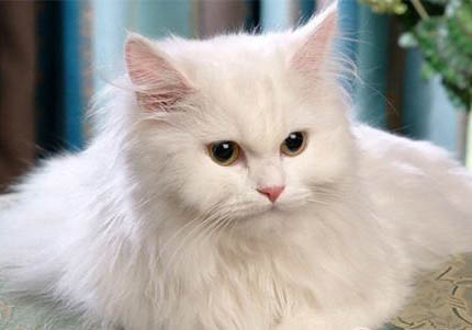 土耳其安哥拉貓的特點(diǎn)