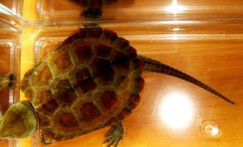 如何預防寵物龜軟甲病