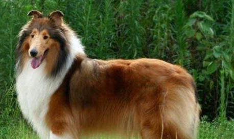 蘇格蘭牧羊犬可以吃龍眼嗎