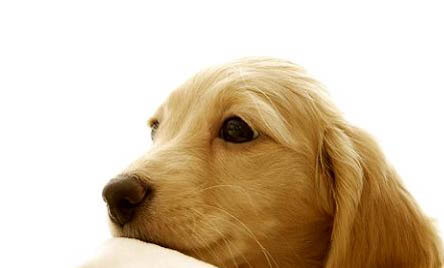 金毛犬脾氣性格怎么樣呀