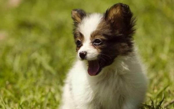 狗狗疫苗第三針隔多久