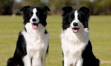 英國古代牧羊犬價格？古牧飼養(yǎng)注意事項有哪些？
