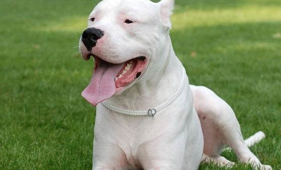 家庭護衛犬有哪些