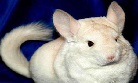 龍貓可以活多久