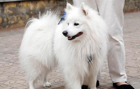 銀狐犬多久洗澡一次?