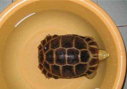 緬甸陸龜多久喂一次食