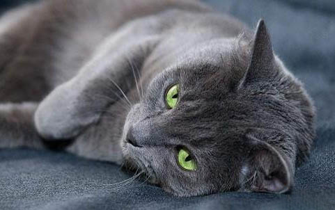 新買的小貓回家不吃東西嘔吐怎么回事