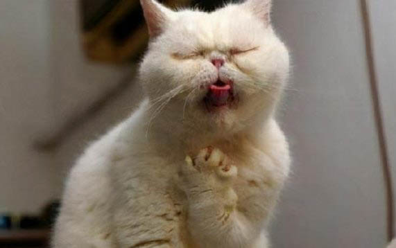 兩個月的小貓張嘴叫不出聲是為什么?