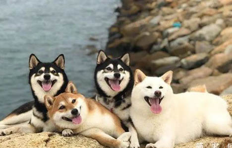 柴犬生完小狗狗后飲食要注意些什么？
