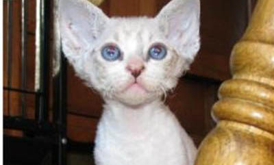 卷毛比熊犬價(jià)格