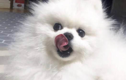 狗狗懷孕多久可以洗澡啊？