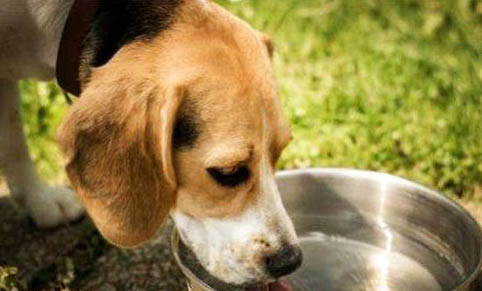 關于狗狗螨蟲病的癥狀