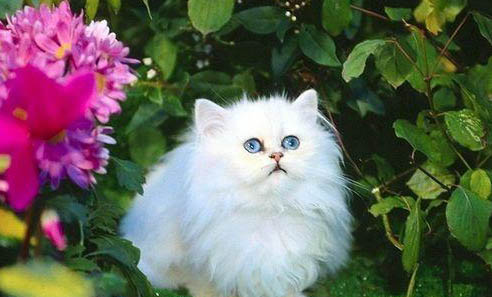 老年貓飲食上的注意事項