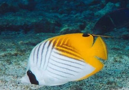 訓練蝴蝶犬定點排便的方法