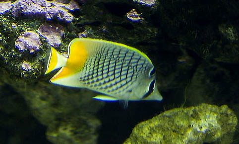 孔雀魚魚鰭受傷怎么辦