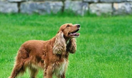 英國可卡犬的顏色有哪些