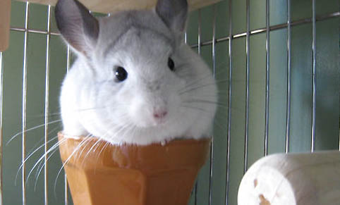 龍貓一天放風多久能養(yǎng)活