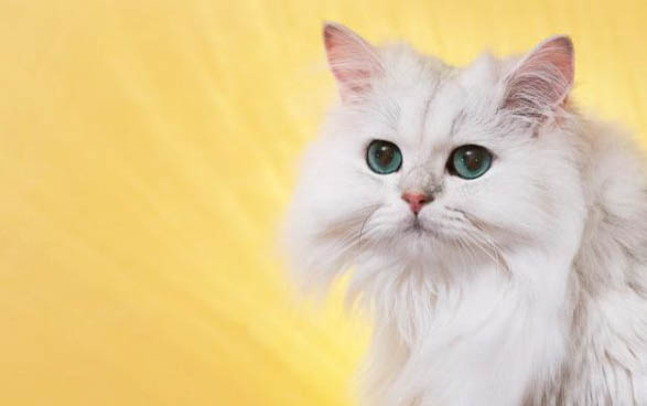 小貓突然腿瘸了怎么回事