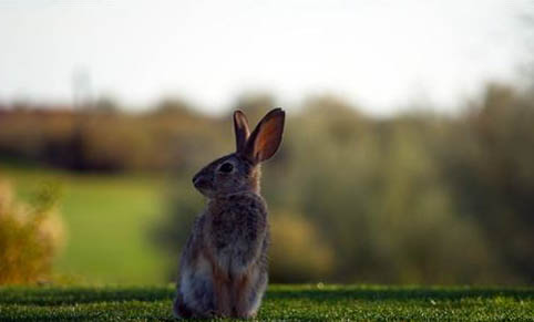 如何挑選科西嘉島野兔
