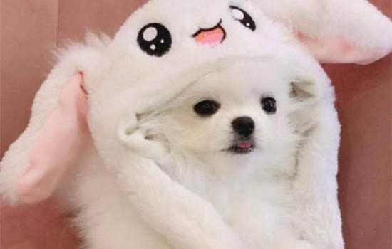 博美狗狗咳嗽吃什么藥見效快