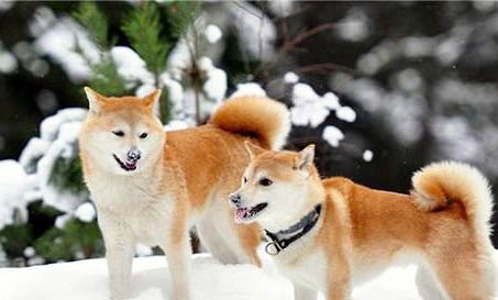 柴犬衰老會有哪些表現(xiàn)？