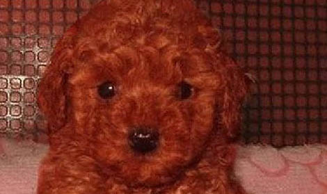 泰迪犬發燒怎么辦