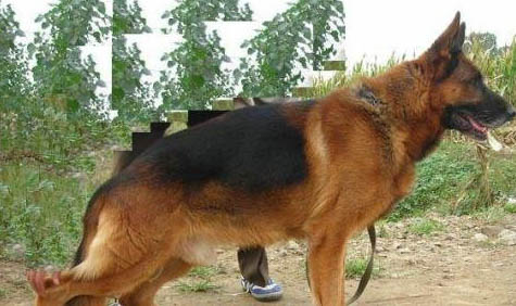 公犬絕育的好處和壞處