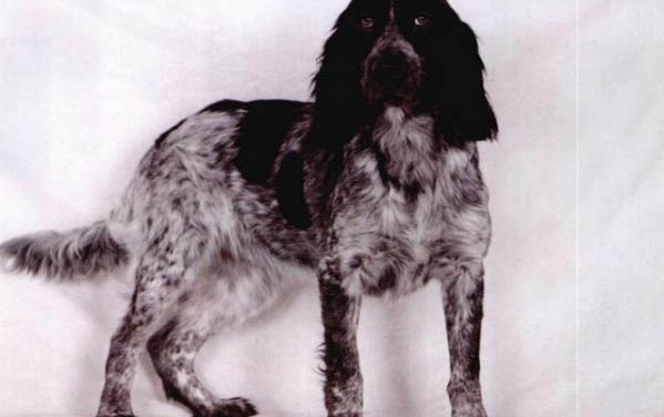 英國史賓格犬多少錢一只