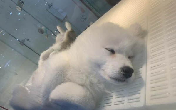 小狗耳朵臟怎么清理