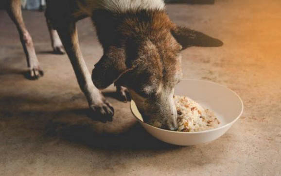 狗狗撕扯狗窩的原因及處理方法