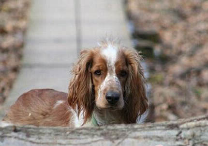 威爾士柯基與瑞典柯基的區(qū)別是什么