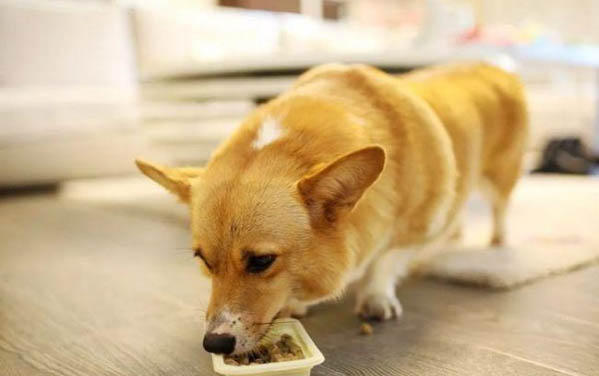 狗狗胰腺炎有哪些癥狀