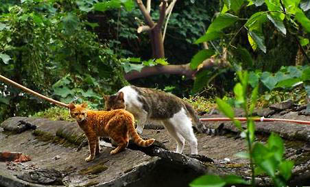 簡州貓與貍花貓區別