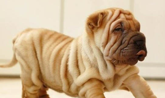 喂養沙皮狗需要注意什么?沙皮狗飲食搭配秘訣