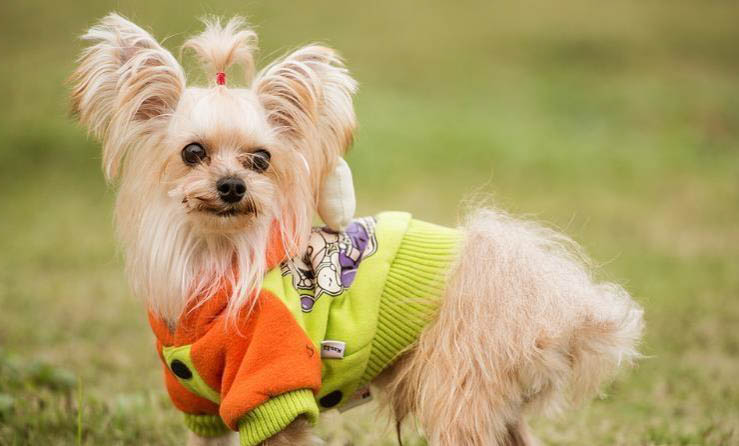 狗狗懷孕期間可以吃打蟲藥嗎？