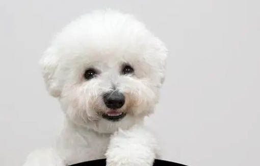 博美犬和比熊犬哪個好養