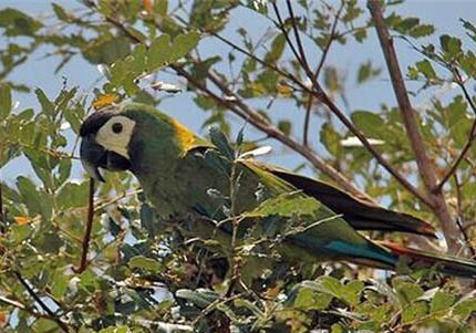 小鸚鵡嗉囊脹氣了咋辦