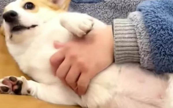 狗狗拉稀可以吃什么藥