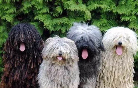 波利犬吐清水的原因及處理方法