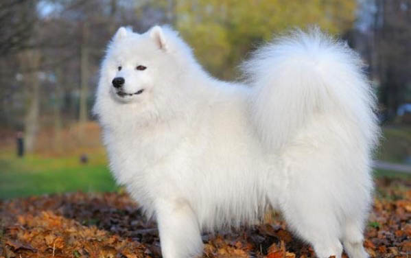 薩摩耶幼犬價格一般多少錢一只