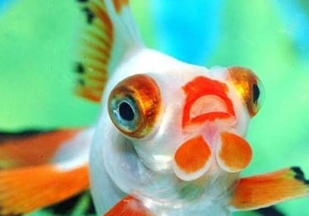 熱帶魚糧可以喂冷水魚嗎