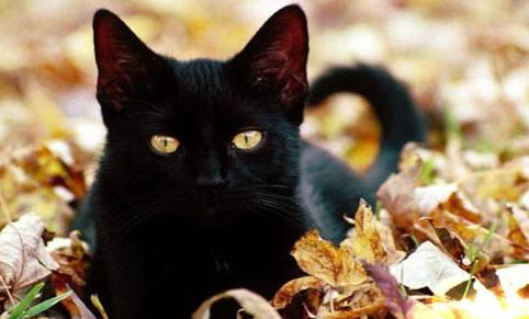 純種孟買貓多少錢一只