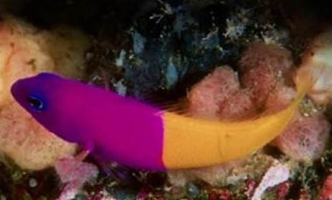 海水觀賞魚對水質有哪些要求