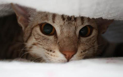 小貓有點流鼻涕打噴嚏發燒怎么辦