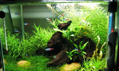怎么給魚缸消毒