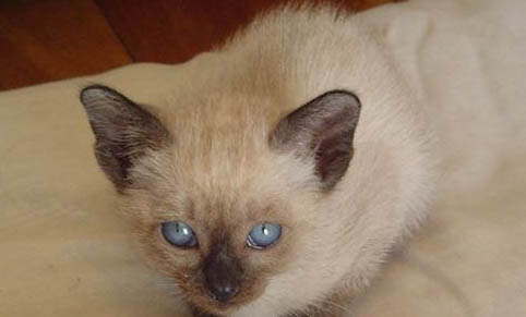 暹羅貓黃疸臨死的癥狀