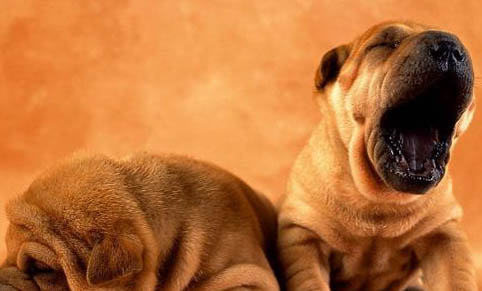 沙皮狗好養活嗎