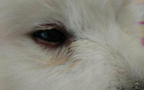 小狗拉肚子拉血怎么治療
