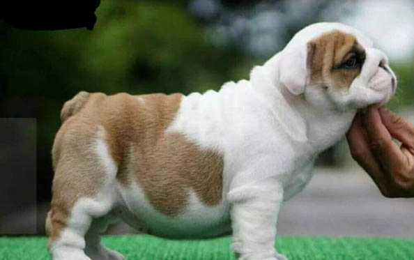 法國斗牛犬懷孕多久生產