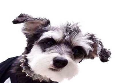 世界上最大的犬種，盤點體型最大的5種狗狗
